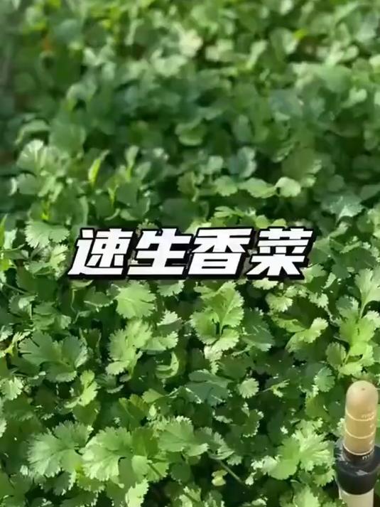 四季香菜不断档!速生品种好种快收,现摘现吃香满桌