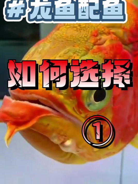 龙鱼配鱼如何选择-①