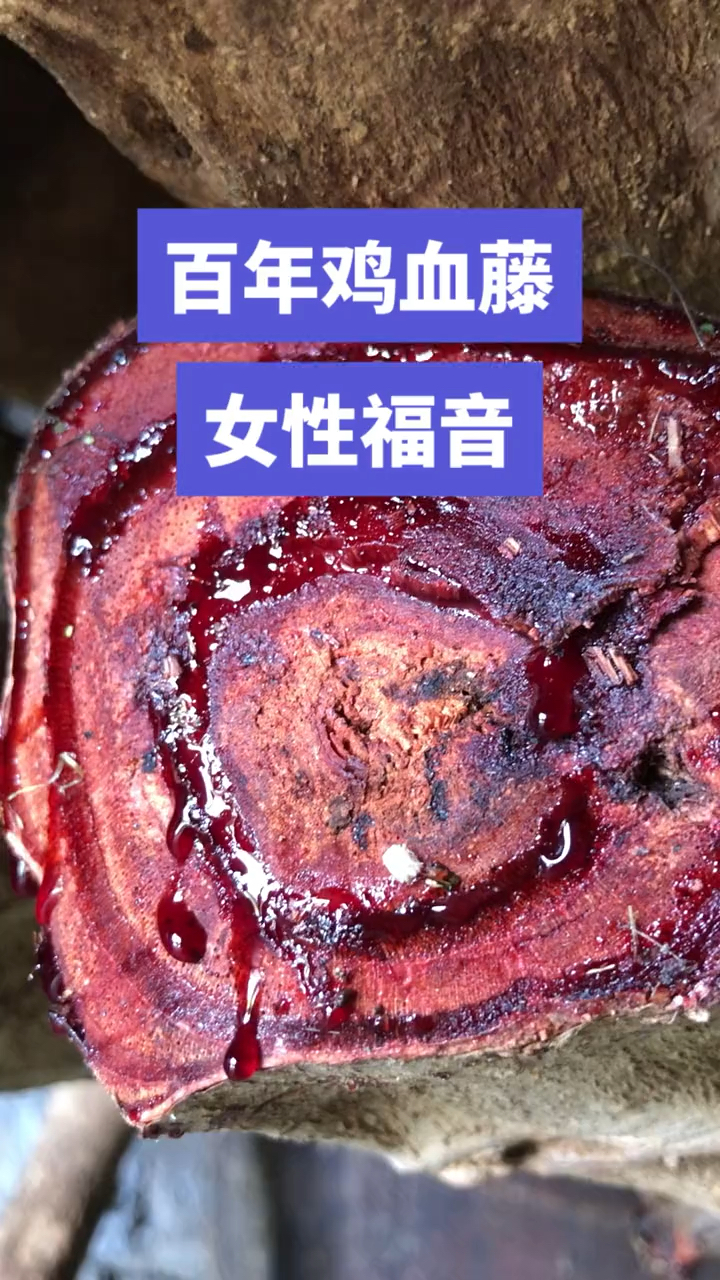 经历风雨洗礼,变成百年老藤,方现如此年均下的鸡血藤# 野生鸡血藤