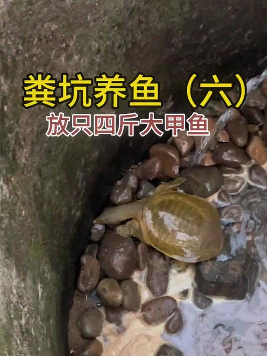 给二号粪坑铺底沙过滤，放一只4斤大甲鱼进去养！