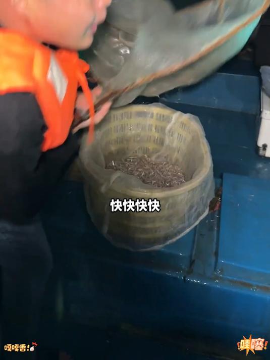 一口鲜掉眉毛的银鱼滑蛋!别怪我没提醒你过了这个季节又要等一年