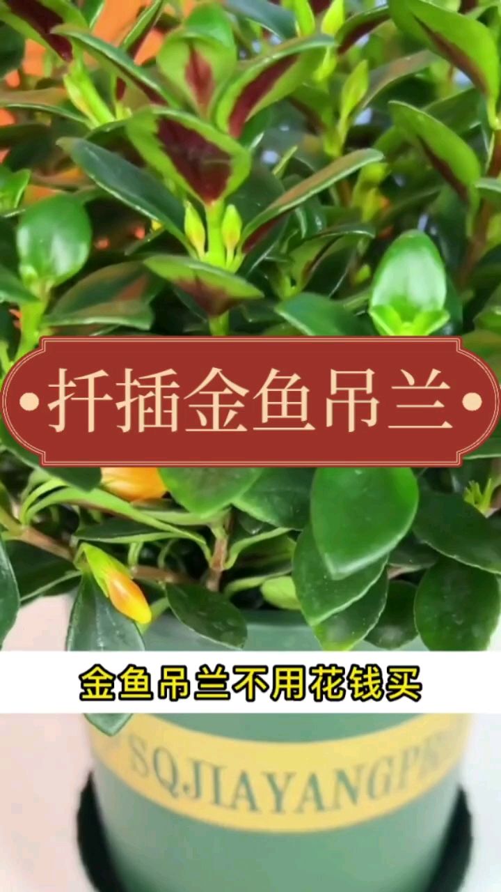 这样扦插金鱼吊兰,再也不用去买了