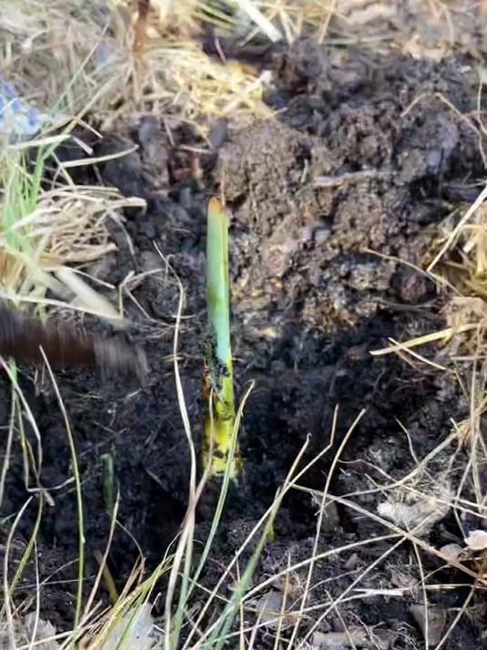 这种田间乡野到处都长的香蒲,它的根茎嫩芽居然比笋子还美味