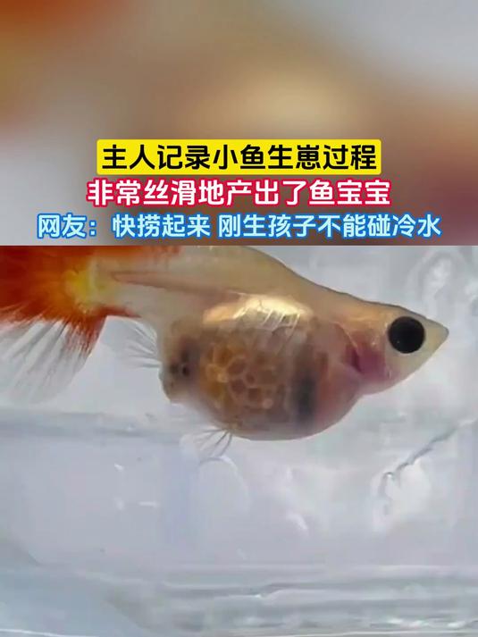 主人记录小鱼生崽过程，非常丝滑地产出了鱼宝宝，网友：快捞起来 刚生孩子不能碰冷水