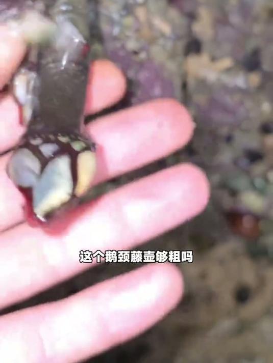 这个鹅颈藤壶的粗壮程度，是否达到了你的期待标准？#赶海 #赶海生活 #赶海拾贝
