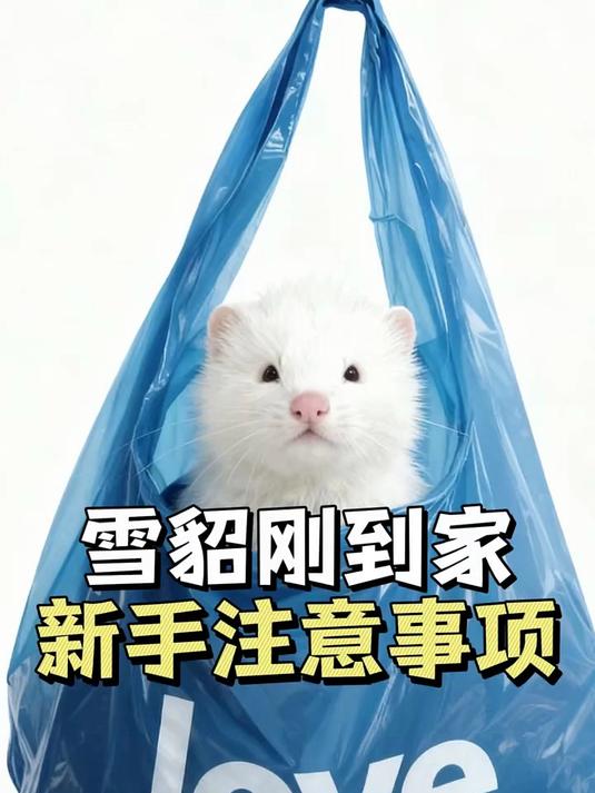 雪貂刚到家新手需要注意什么?