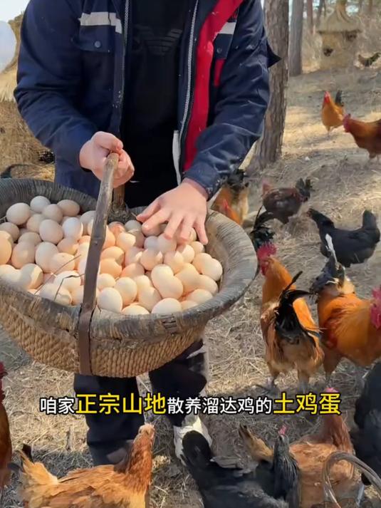 自家散养土鸡蛋五谷杂粮山地散养溜达鸡蛋清浓稠蛋黄饱满可别在错过了