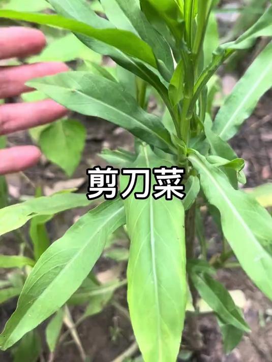 钻叶紫菀别名剪刀菜,不知你是否品尝过这种野菜?
