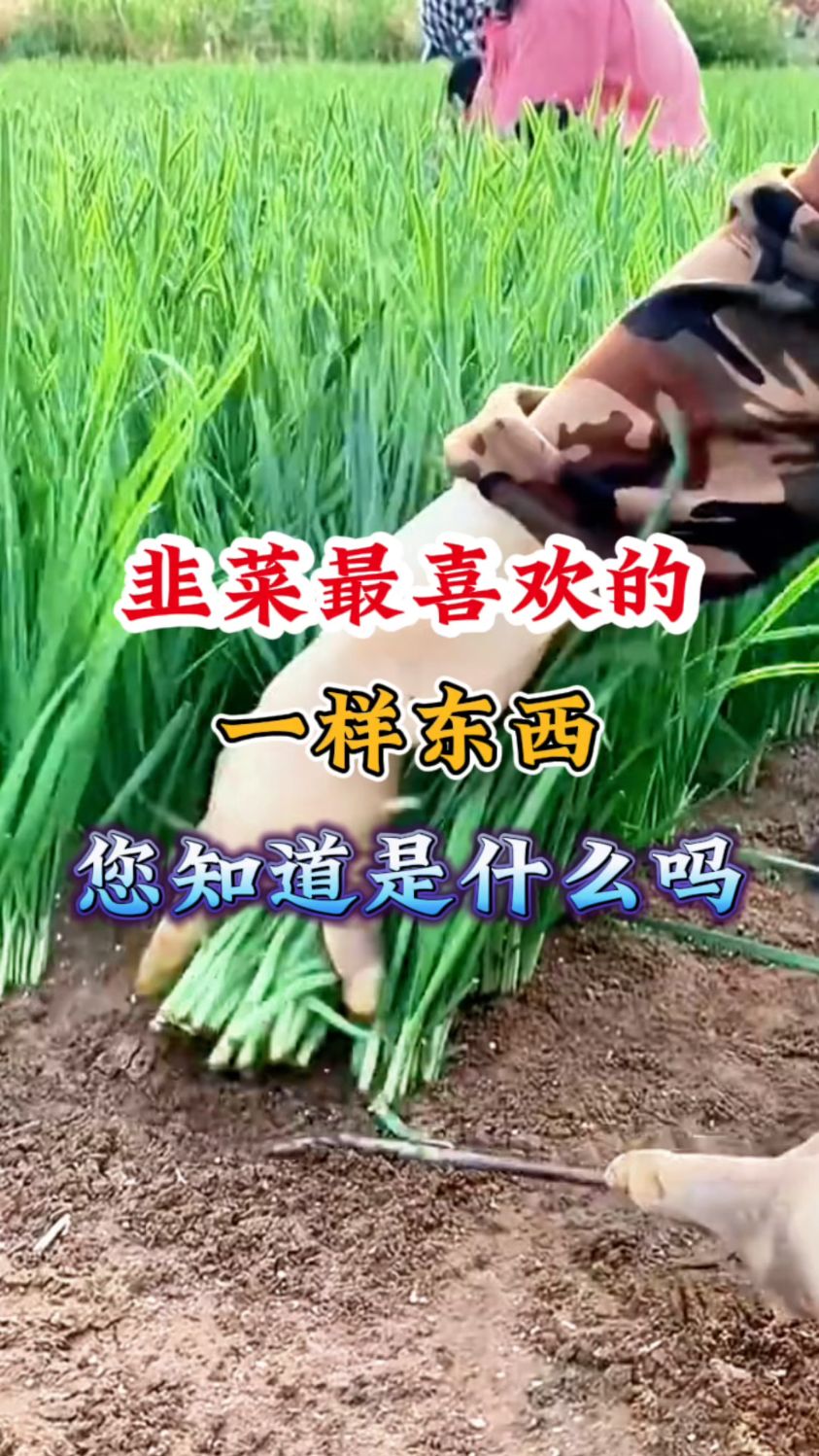 韭菜最喜欢的一样东西,您知道是什么吗?