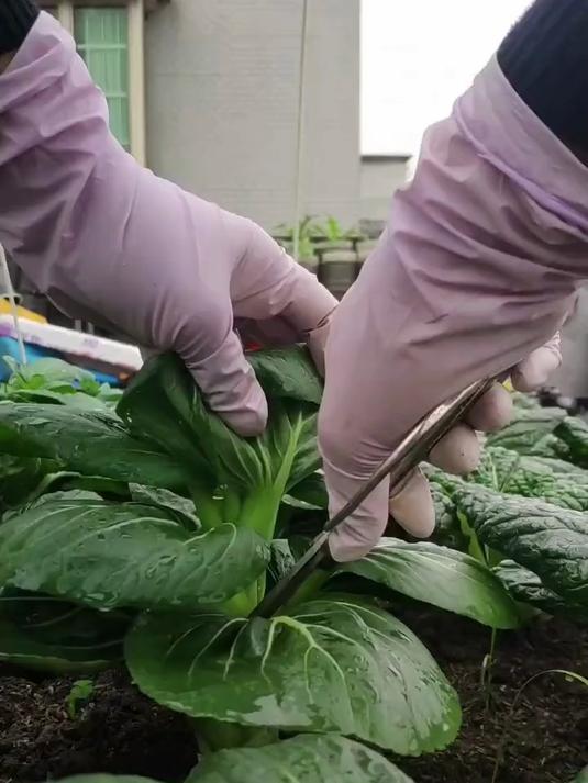 记录种菜生活~今天对苏州青菜苔下手了!