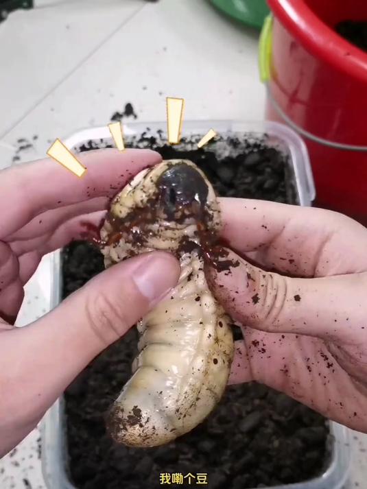 咬哥养的大肉虫到底是如何进化成甲壳虫的呢