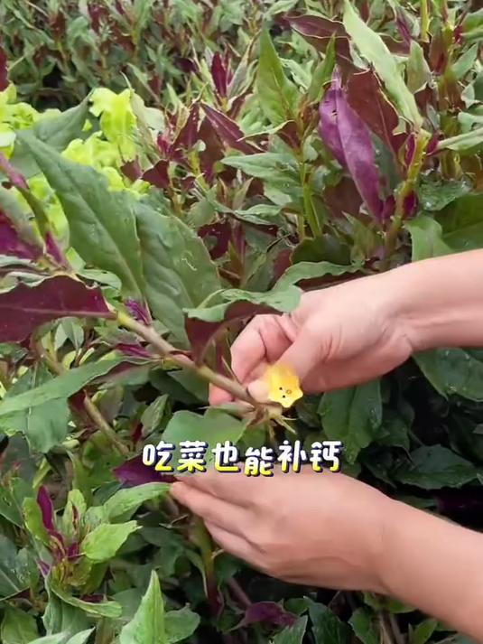 补血又补钙！紫背菜种一次吃十年，越摘越能长