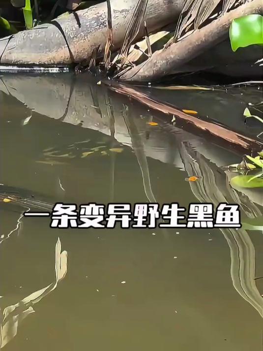 一条变异野生黑鱼 #野生鱼##钓鱼人就是这么疯狂#