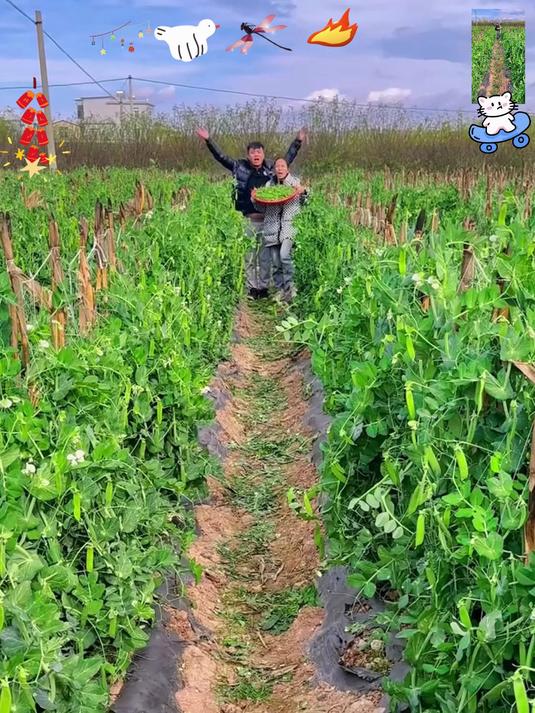 冬天里露天种植的新鲜蔬菜,水果甜豌豆你们有吃过吗?