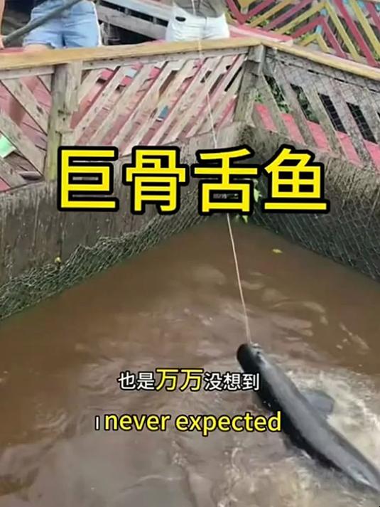 这是什么鱼,怎么这么大啊