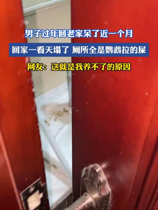 男子过年回老家呆了近一个月,回家一看天塌了,厕所全是鹦鹉拉的屎,网友:这就是我养不了的原因