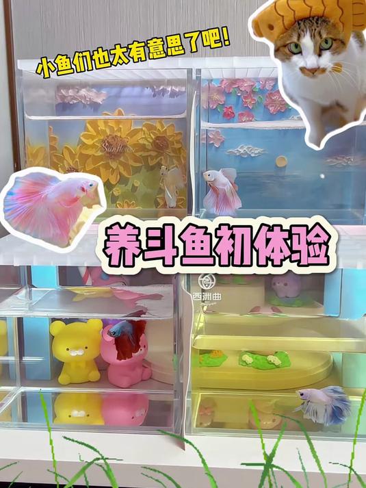 原来养鱼这么有意思