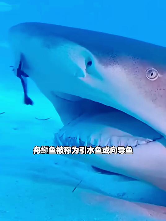 鲨鱼的御用“牙医”