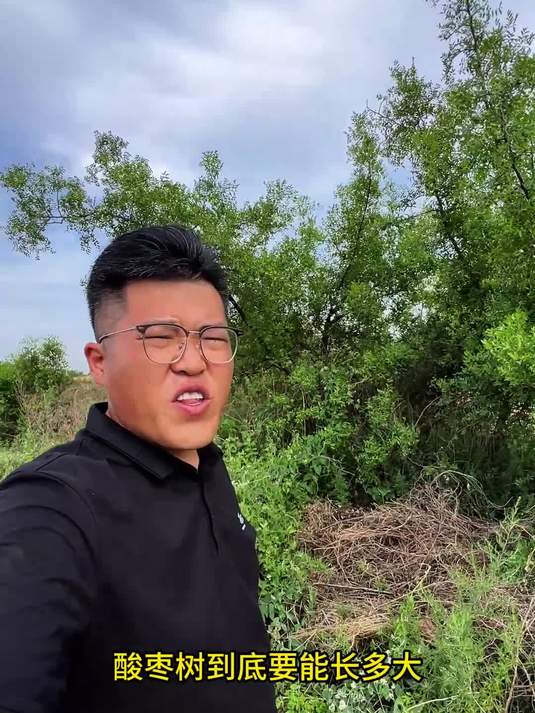 这是野生的酸枣树,目测应该有十年以上了