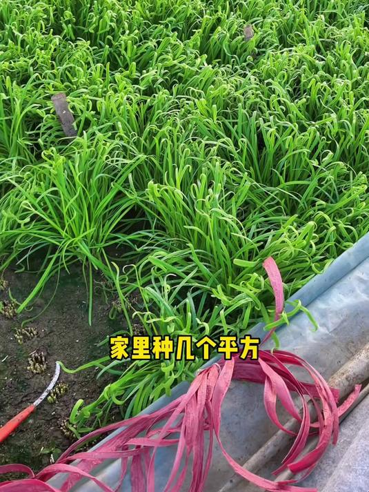 这是来自蔬菜之乡的红根韭菜,种一次能吃好几年
