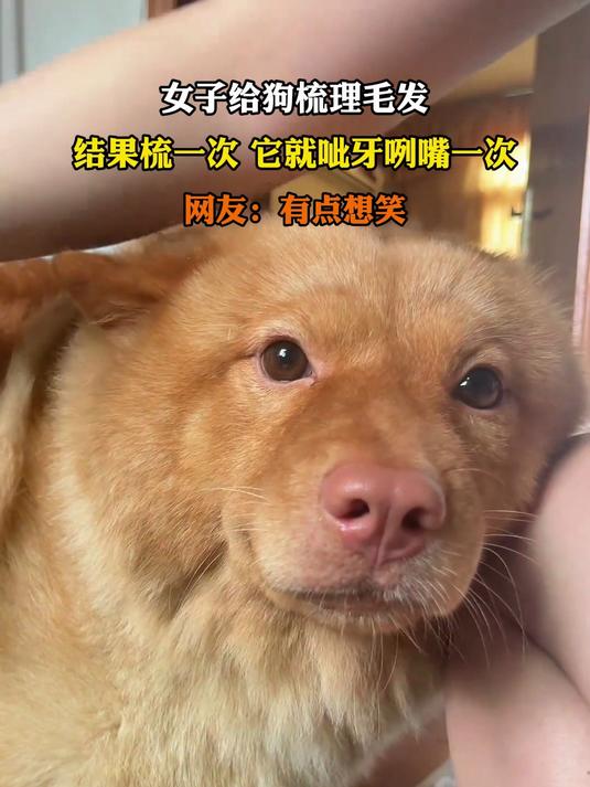 女子给狗梳理毛发,结果梳一次,它就呲牙咧嘴一次
