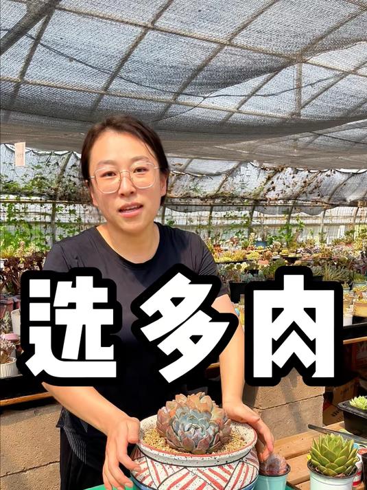 选多肉给新手一点点小建议,希望能有所帮助