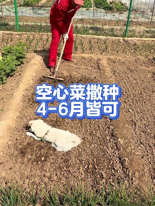 空心菜撒种，4-6月皆可