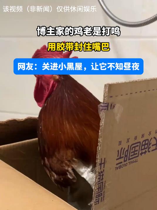 博主家的鸡老是打鸣用胶带封住嘴巴网友关进小黑屋,让它不知昼夜