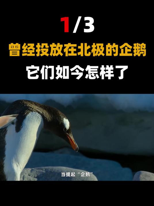 “北极企鹅”的悲惨命运:被拧断脖子当柴火,人类罪行罄竹难书