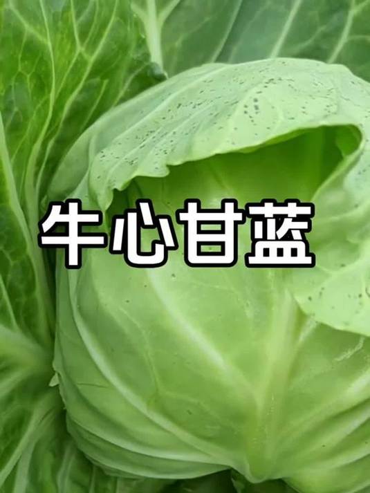 牛心甘蓝特耐寒好种!生吃脆爽,做包菜超下饭,快种!
