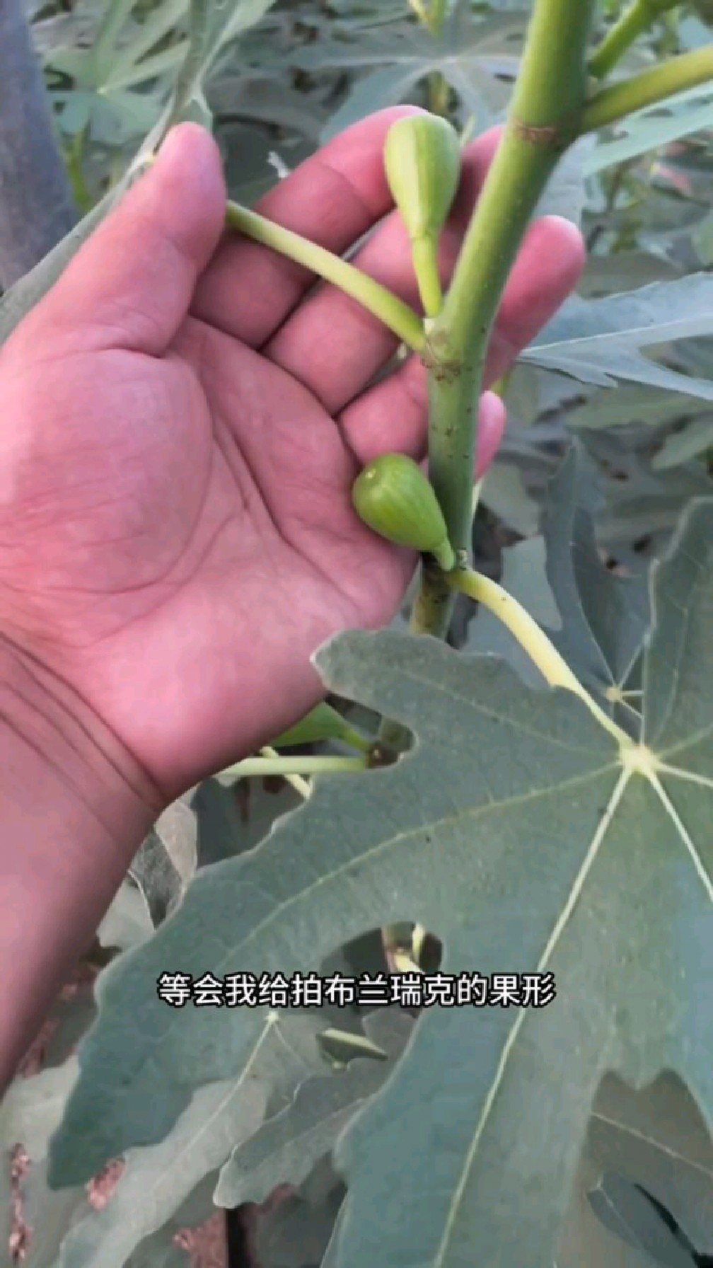 几种常见无花果的叶型 果型,怎么辨别品种?