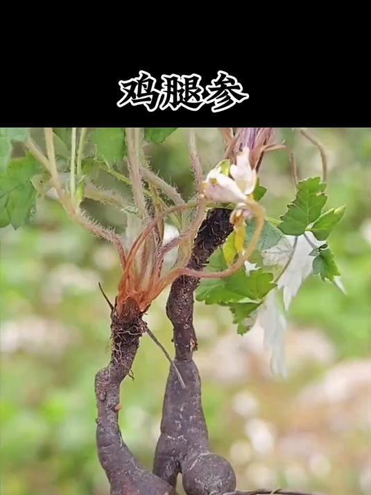 鸡腿参也叫鸡拔腿 因它的根块扒开外皮 像个小鸡腿而得名