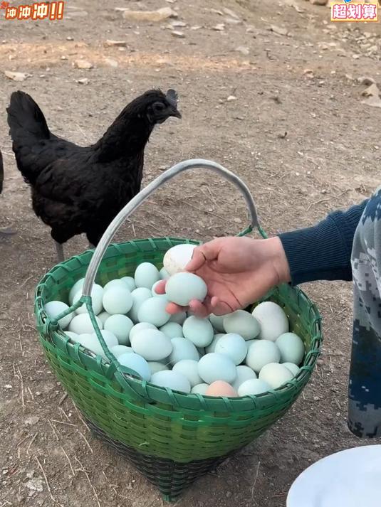 好山好水生好蛋_深山里的白凤乌骨鸡蛋