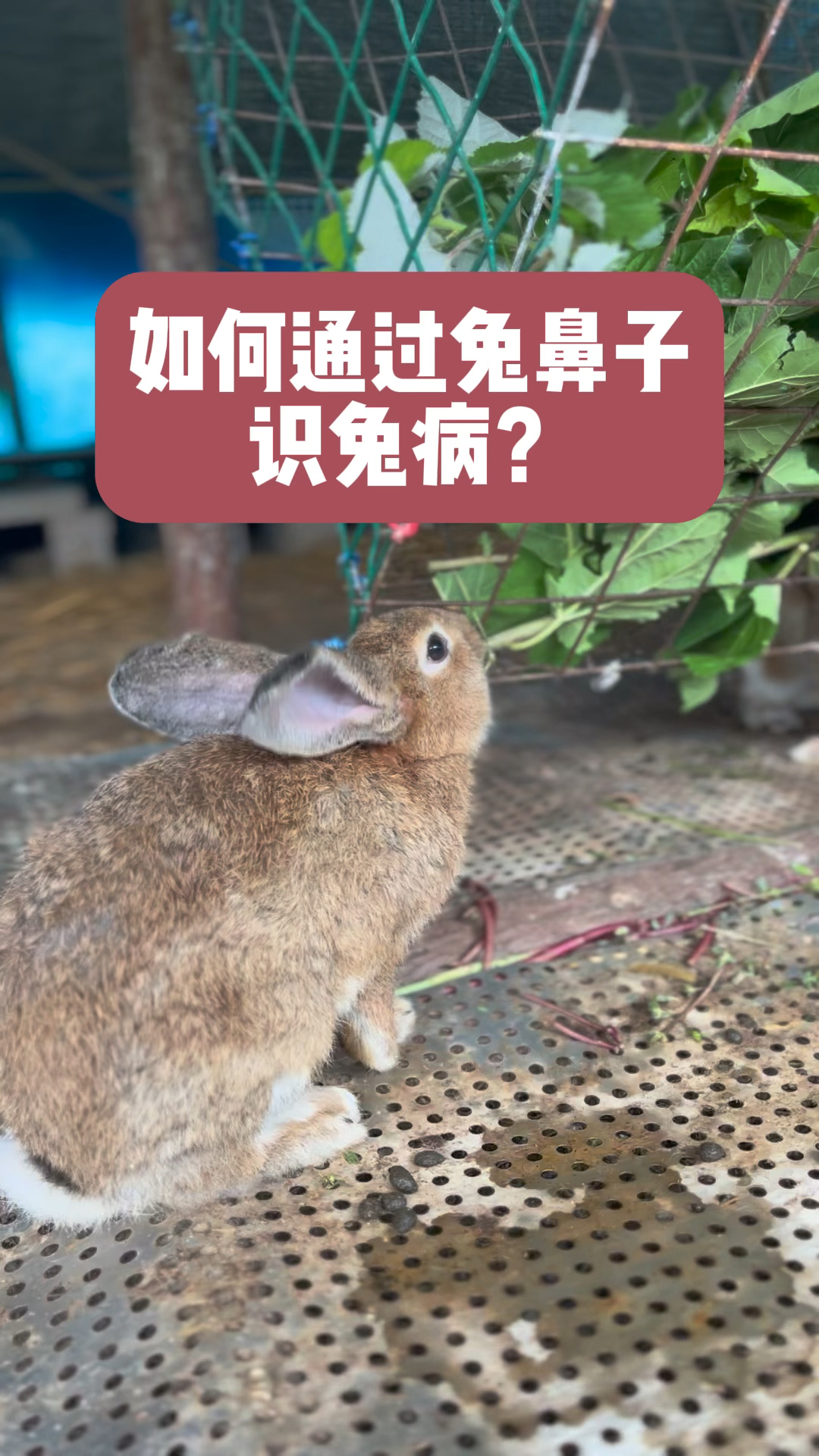 如何通过兔鼻子识兔病