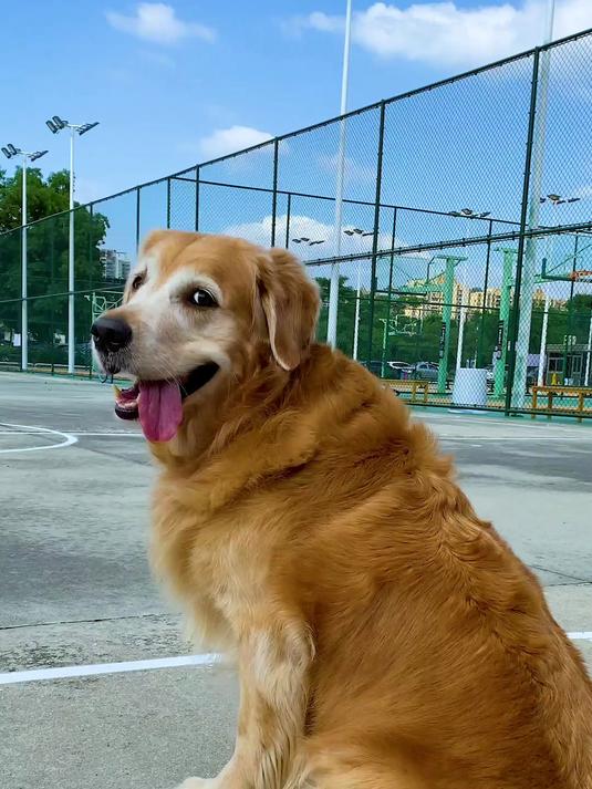 主人和狗子打篮球居然被狗子KO了,好惨呀!