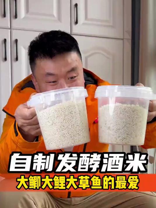 自制发酵酒米,大鲫鱼大鲤鱼大草鱼的最爱