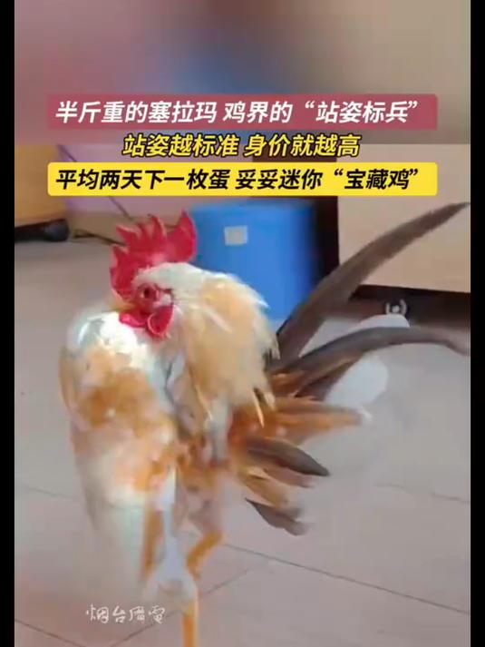巴掌大的塞拉玛迷你鸡一闲下来就昂首挺胸站得笔直