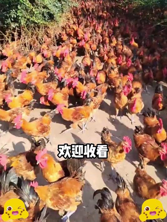 咸香带辣超下饭!这才是临沂炒鸡的灵魂