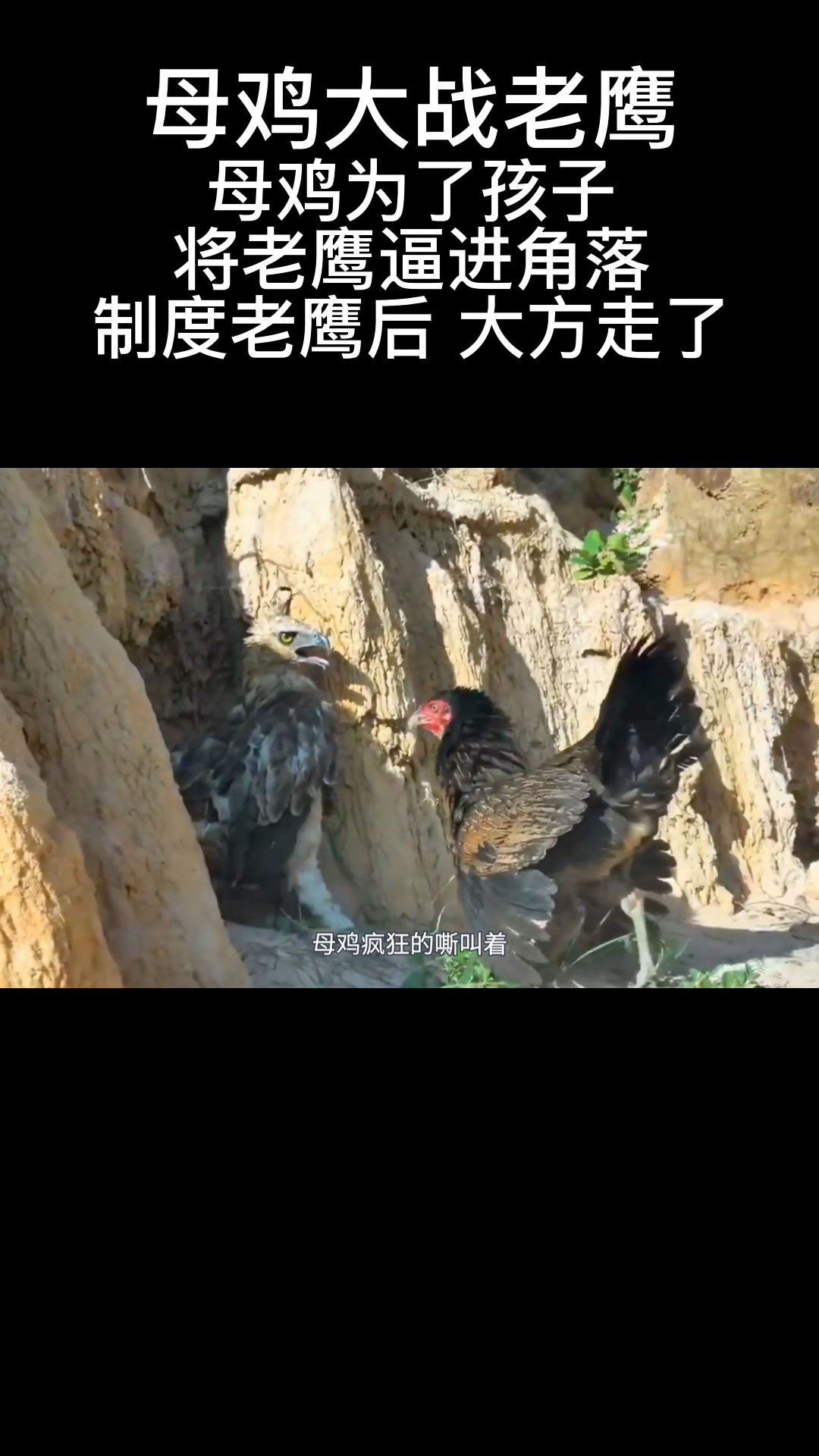 老鹰抓小鸡,母鸡为了保护小鸡将老鹰制服在角落,母爱真是太伟大了。