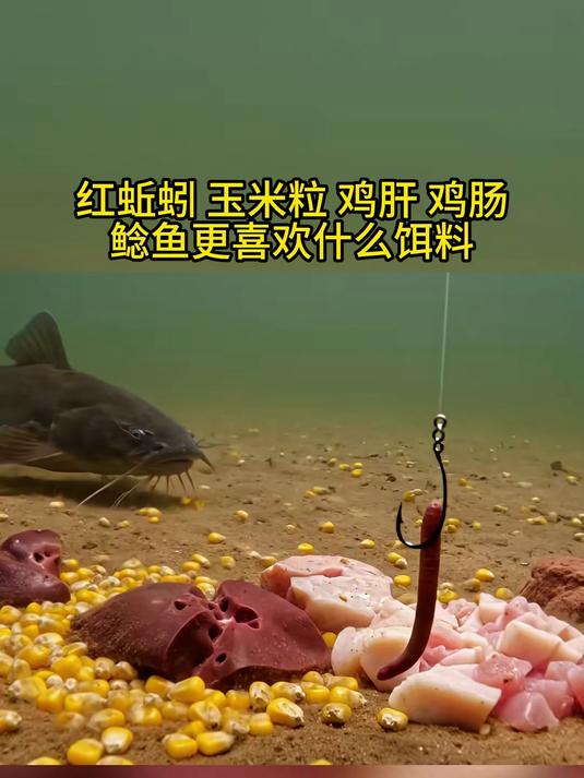 鲶鱼怎么钓?#钓鱼#