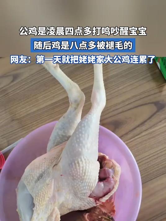 公鸡是凌晨四点多打鸣吵醒宝宝，随后鸡是八点多被褪毛的