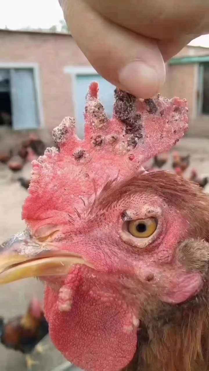 鸡长鸡痘不用怕,痘立消能解决它。