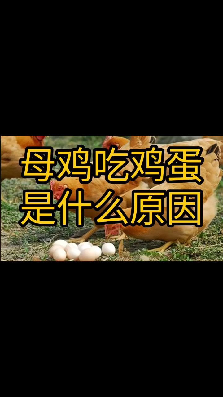 母鸡吃鸡蛋是什么原因