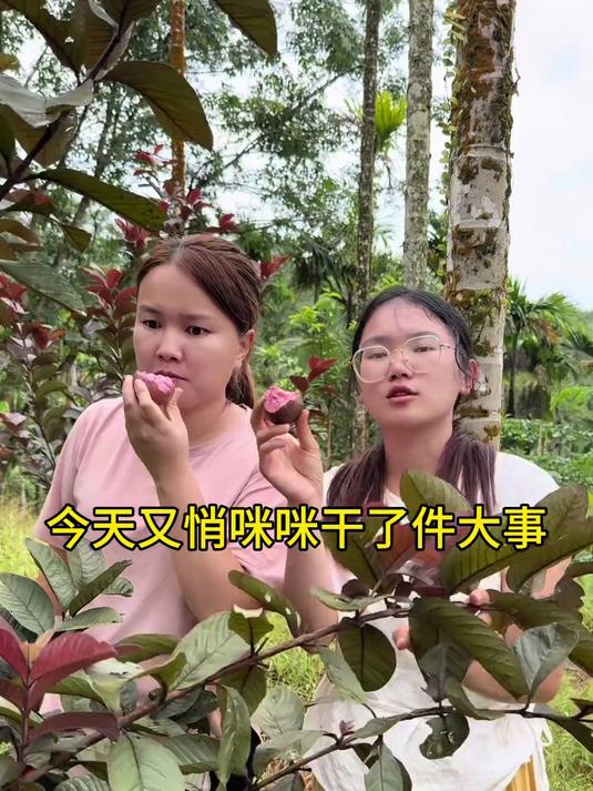 今天悄悄地干了件大事,把家里妃子笑荔枝改接成糯米糍 鸡嘴荔和越州红品种