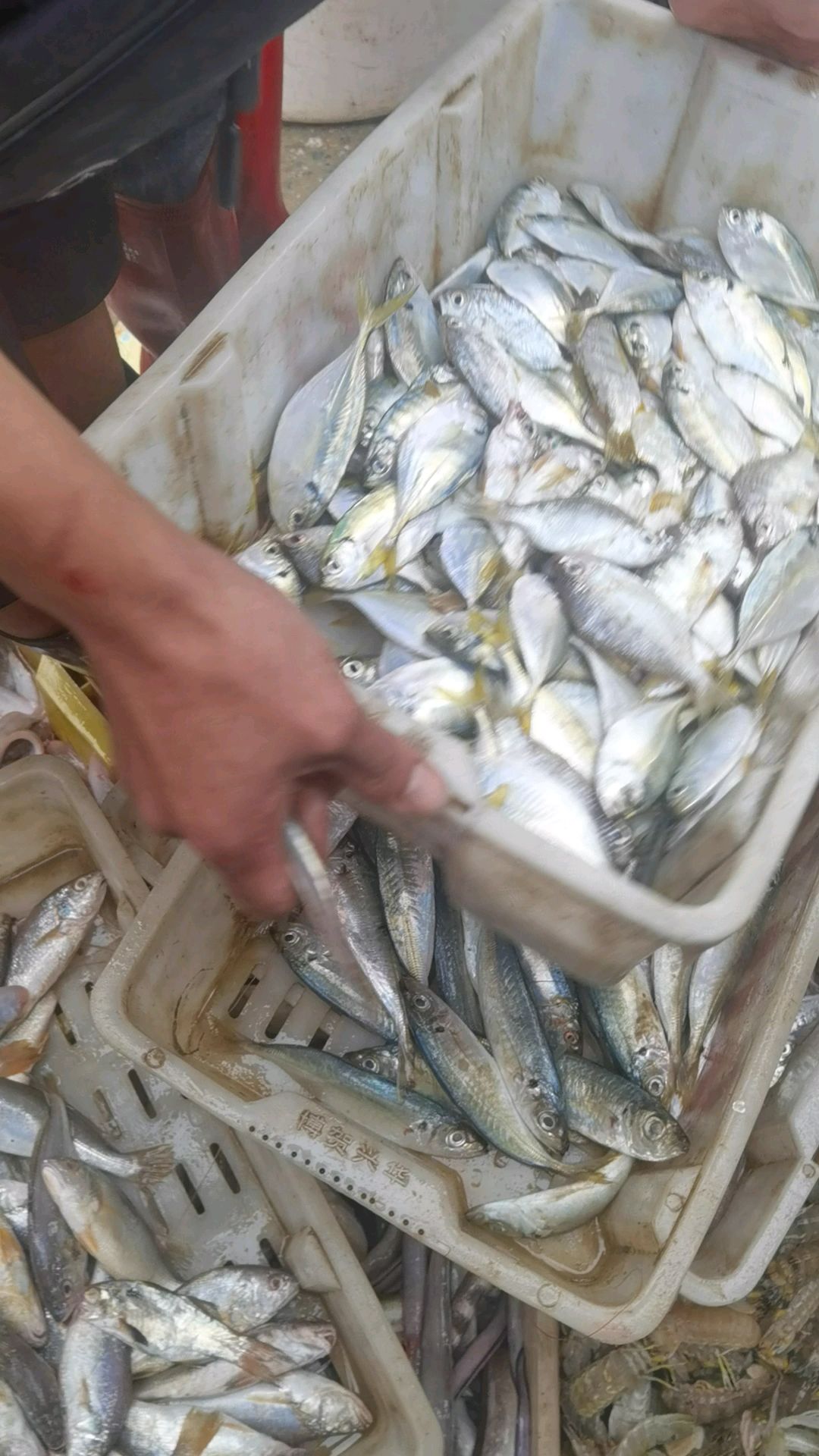 天然海鲜吉尾鱼