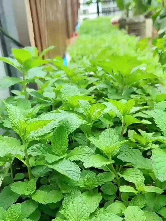薄荷盆栽鲜活茂盛发货状态绝佳，到手好养活，室内摆放清新又治愈人心