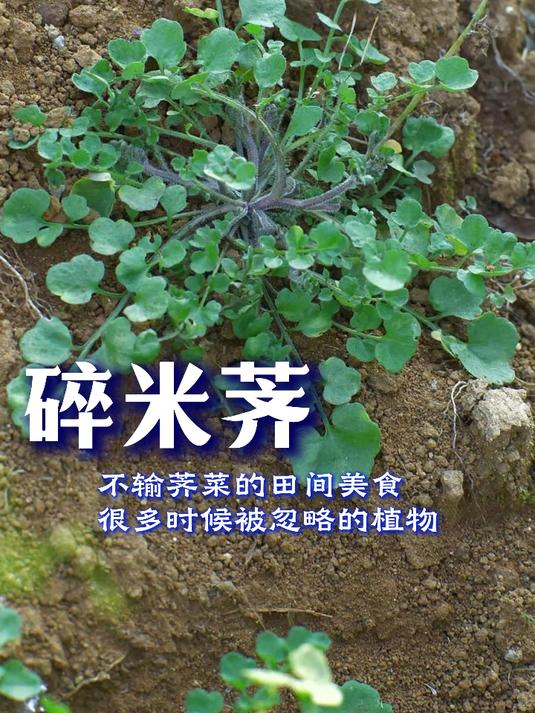 这个野菜和荠菜一样美味，但很多人不知道，你吃过吗？#植物科普##植物#