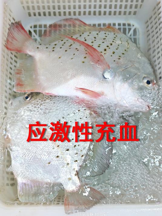 黄脚鱲为何发红?市场鱼类的应激性充血
