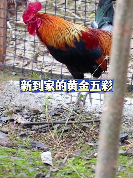 相当满意的一只 黄金五彩大公鸡