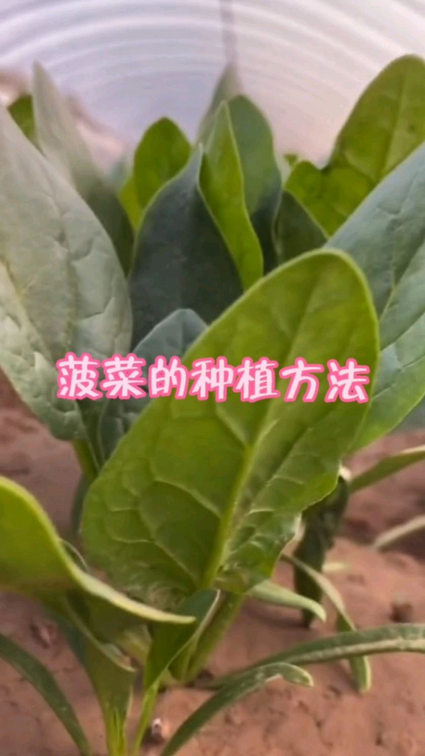 菠菜的种植方法
